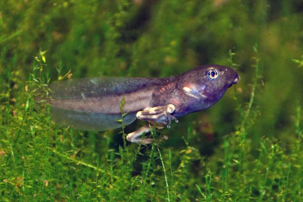 Eine Kaulquappe mit bereits entwickelten Beinen schwimmt im Wasser.