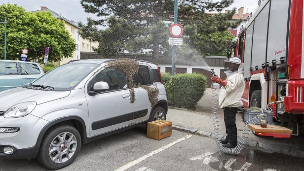 Honorarfrei Bienenschwarm hat sich in Krems auf Au…