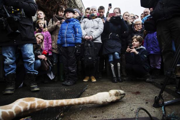 People look at the carcass of the giraffe Marius a