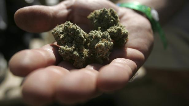 Eine Hand hält mehrere Cannabisblüten.