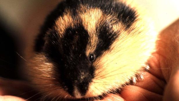 Ein Lemming wird in einer Hand gehalten.