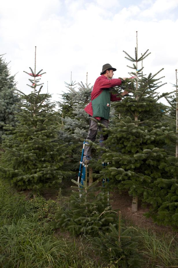 Christbaum: Je größer, desto lieber