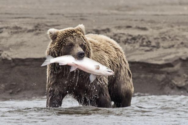 A coastal brown bear holds a freshly caught salmon…