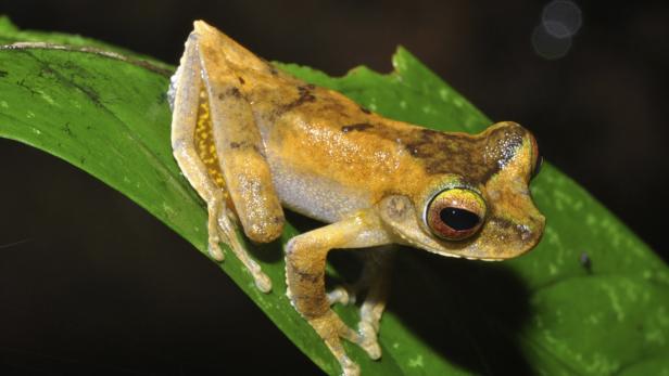 Ein braun-gelber Laubfrosch sitzt auf einem grünen Blatt.