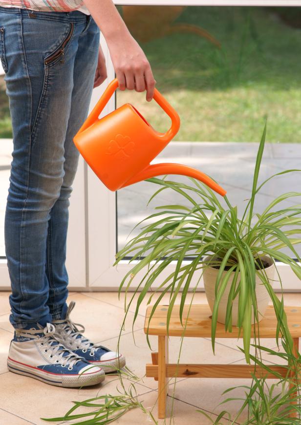 Eine Person gießt eine Zimmerpflanze mit einer orangefarbenen Gießkanne.