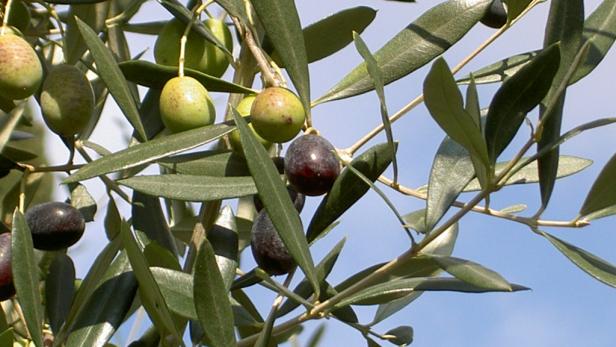 Kleines Olivenöl-Brevier