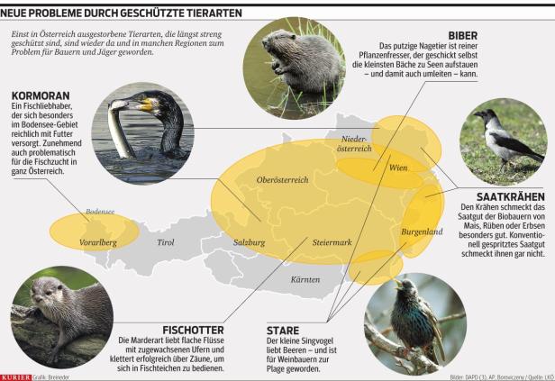 Brave Biene, böser Biber, armer Bauer?