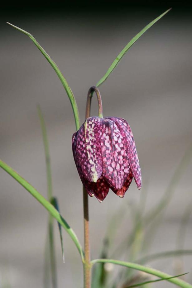 Schachblume oder Schachbrettblume