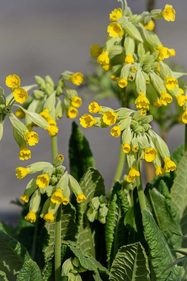 Schlüsselblume