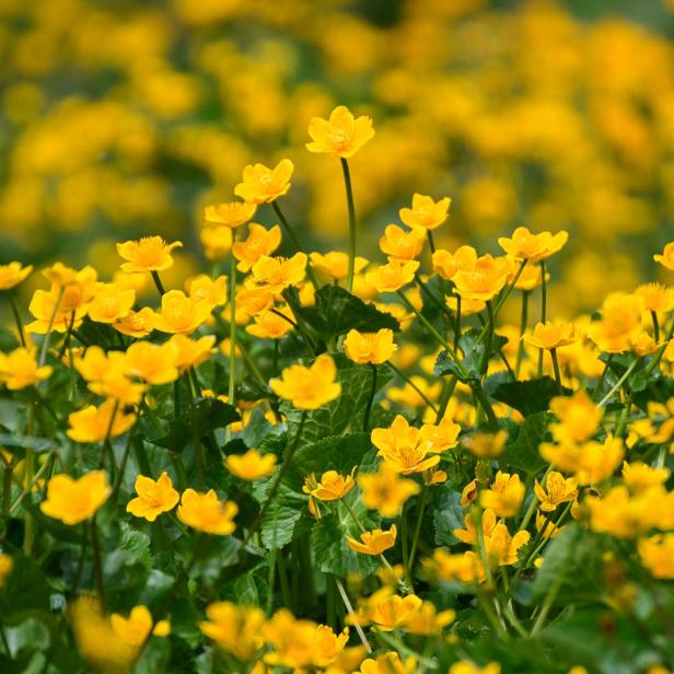 Gelbe Wildblumen im April - Teil 7 der Wildblumen Portraits