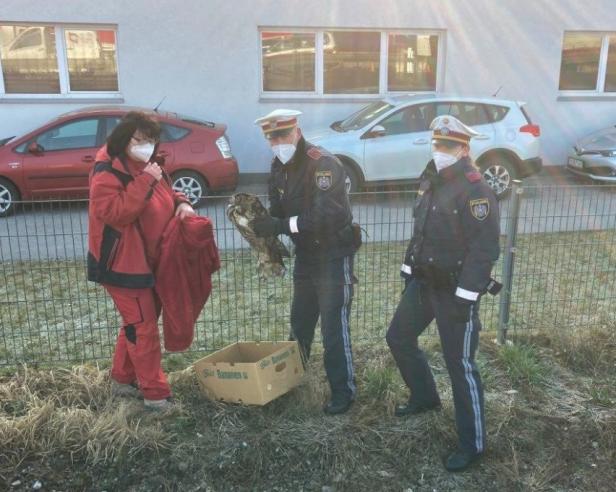 Verwirrter Uhu von Mariazellerstraße in St. Pölten gerettet