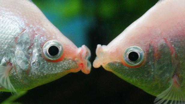 Zwei Küssende Guramis scheinen sich zu küssen.