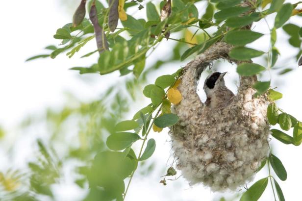 Auf die Plätze, fertig, los: Wer baut das beste Nest?