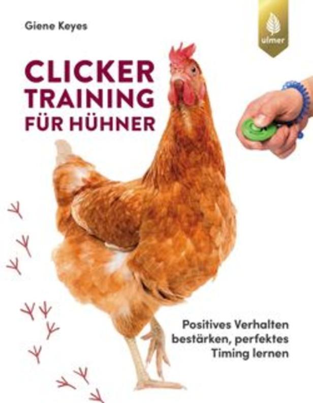 Gackernde Lehrerinnen: Was Menschen von Hühnern lernen können