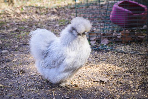Da kräht der Hahn: Der Trend zu Hühnern in der Stadt