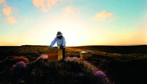 Für die Schönheit:  Warum Angeline Jolie Bienen schützt