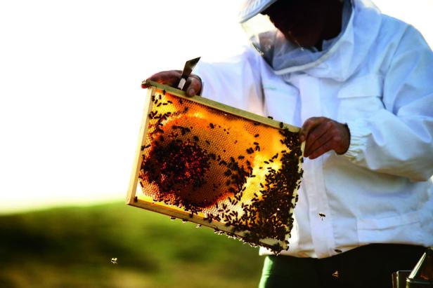 Für die Schönheit:  Warum Angeline Jolie Bienen schützt
