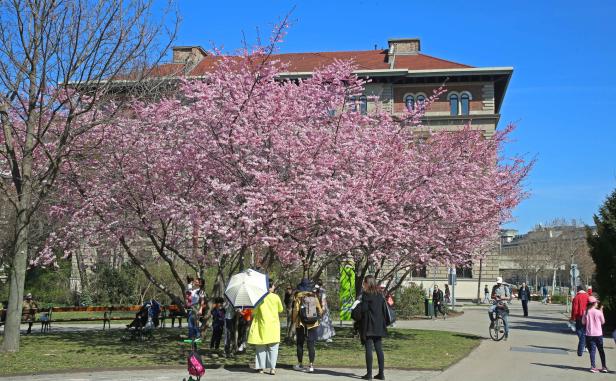 Japanische Kirschblüten: Zuckerwatte in der Stadt