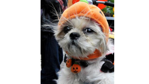 Die coolsten Halloween-Kostüme der Stars