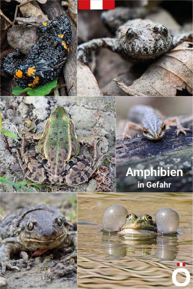 Amphibien in Österreich