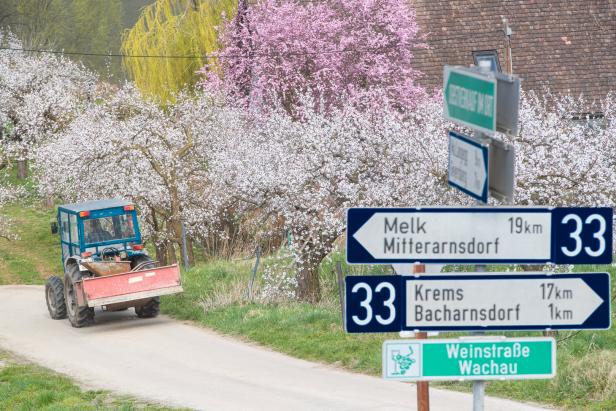 Wachauer Marillenbäume zeigen sich in voller Blüte