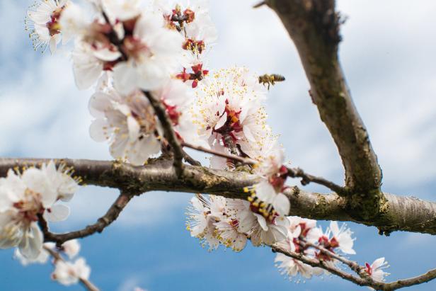 Wachauer Marillenbäume zeigen sich in voller Blüte