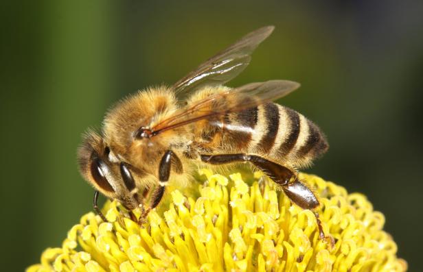 Glatt oder struppig? Wie sich Honig- und Wildbienen unterscheiden