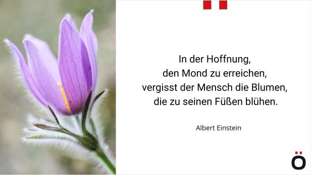 In der Hoffnung den Mond zu erreichen, vergisst der Mensch die Blumen, die zu seinen Füßen blühen. 