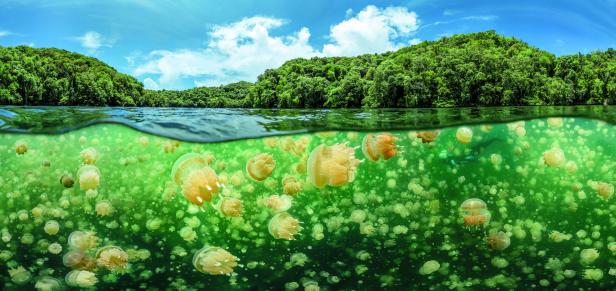 Die faszinierendsten Unterwasser-Paradiese