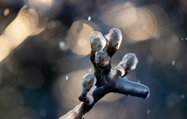 Frost im Obstgarten: Millionenschaden erwartet