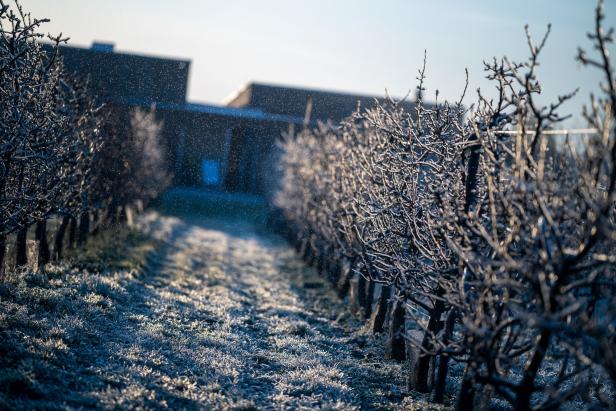 Frost im Obstgarten: Millionenschaden erwartet