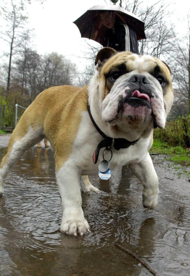Eine Bulldogge steht in einer Pfütze und streckt die Zunge heraus.