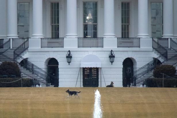 FILE PHOTO: President Biden's dogs are seen on the South Lawn at the White House in Washington