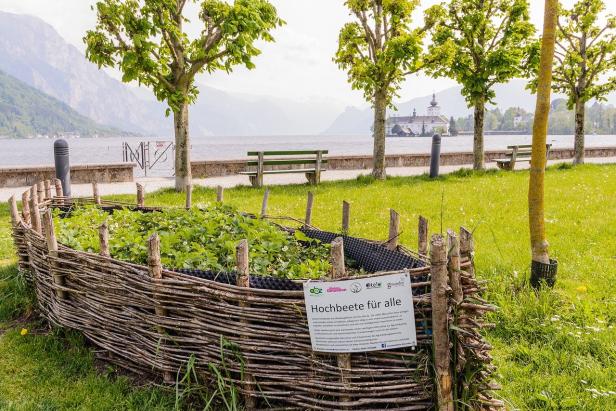 Eigenes Bio Gemüse genießen: das geht auch in der Stadt