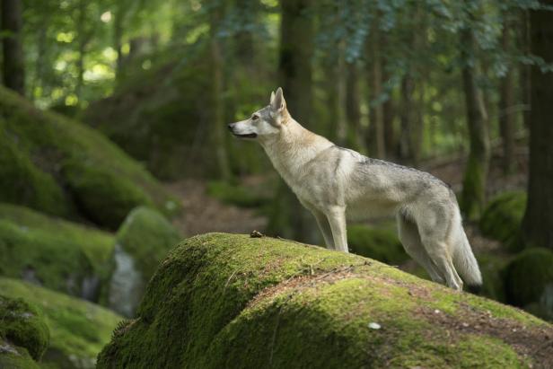 Beautiful Czechoslovakian Wolf dog in Bavarian Forest, Hölltal.