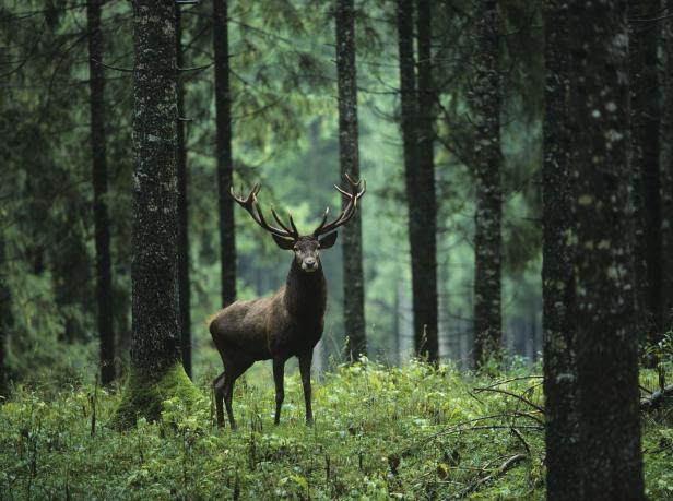 Elk in Forest