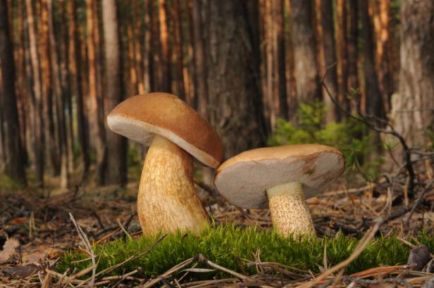 Tylopilus felleus fungus