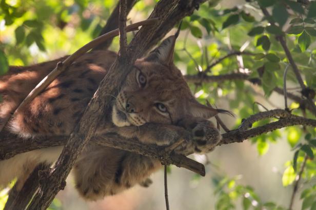 Wald-Knigge: So benimmt man sich im Wohnzimmer der Tiere