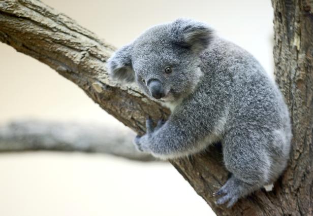 Nine-month-old female koala cub Millaa Millaa is seen at Schoenbrunn zoo