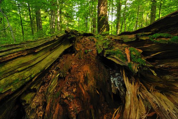 Ancient Forest - Rothwald