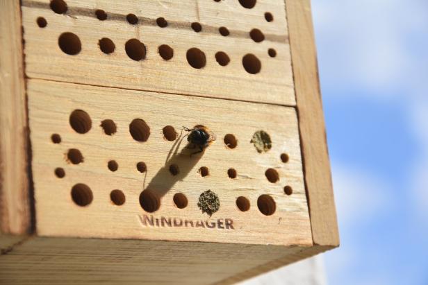 Das Bienenhotel am Balkon: Die Besucher kommen