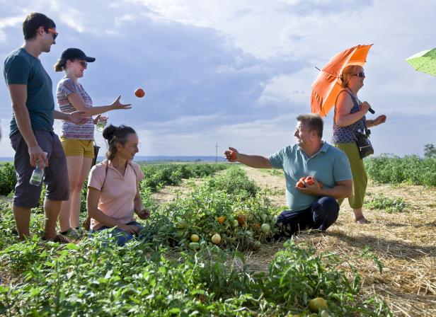 Das Paradeiser-Projekt: Profi-Tipps für eine gute Tomatenernte