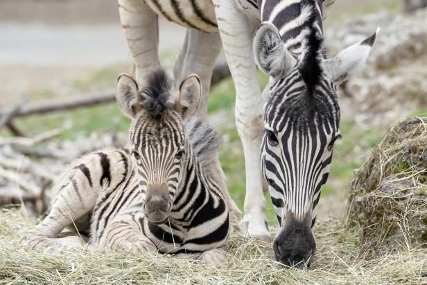Im Tiergarten Schönbrunn wartet nach dem Lockdown ein Zebrafohlen