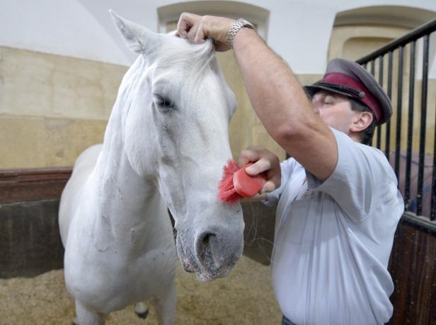 Lipizzaner werden auf Diät gesetzt