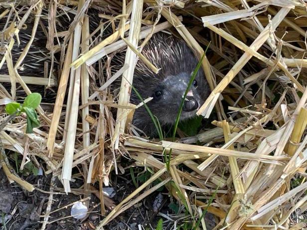 Ein Igel versteckt sich im Stroh. Ein Igel versteckt sich im Stroh.