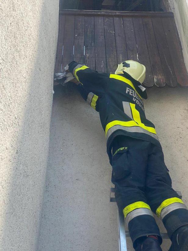 Feuerwehr befreite Tauben am Kremser Steiner Tor