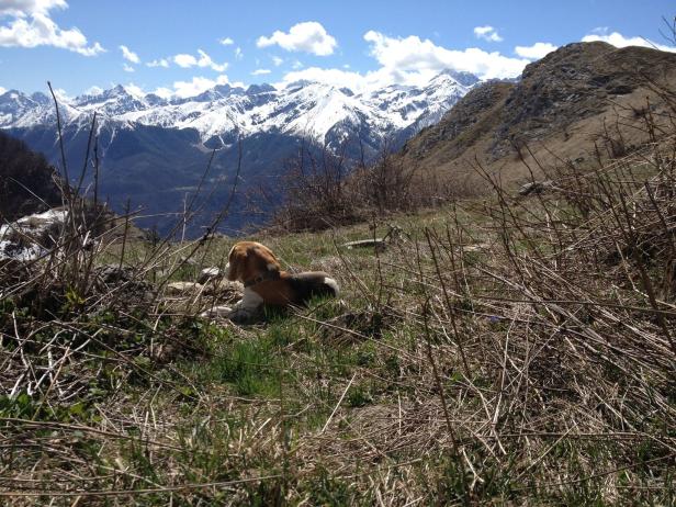 Die schönsten Orte mit Hund: Unterwegs mit Beagle Daria