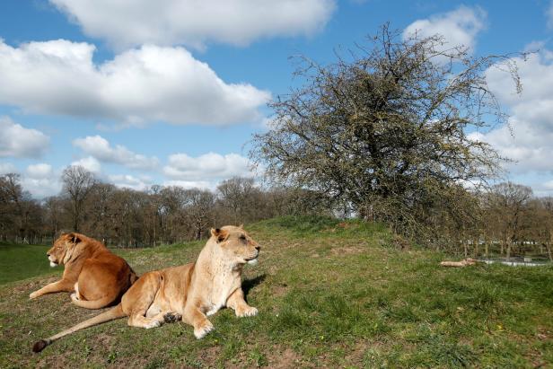 Aus für Löwen "aus der Dose": Südafrika will Zucht von Jagdbeute stoppen