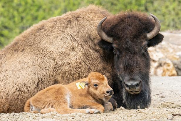 Tiergarten Schönbrunn freut sich über Baby-Bison