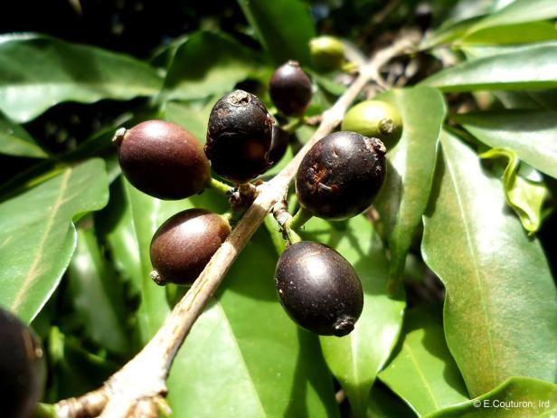 Legendärer Kaffee wiederentdeckt: Auf der Jagd nach der verlorenen Bohne